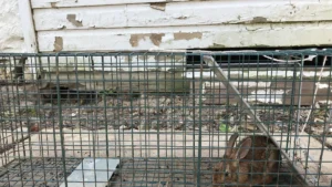 How to Build a Simple DIY Blueberry Bush Cage