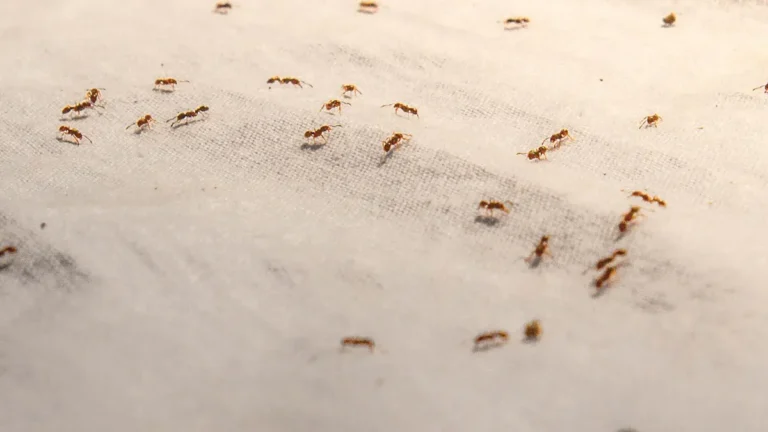 Why Ants Are In Your Home: Pest Control Tips