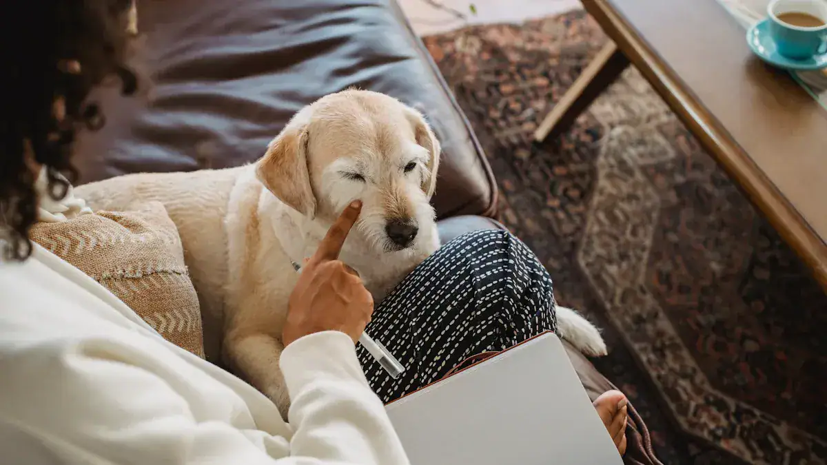 Immediate Action to Clean Urine Off a Leather Couch