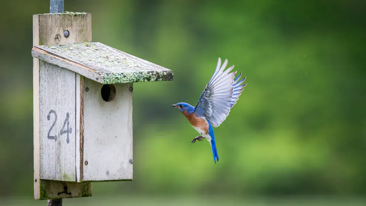DIY Bluebird House Plans: Free Build & Nest Box