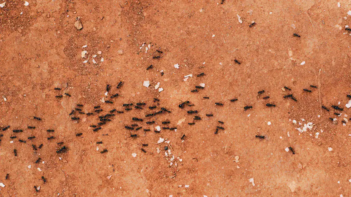 Identifying Ant Infestations