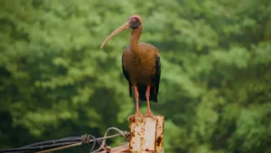 How To Keep Hawks Away From Your Yard: Deterrent Tips