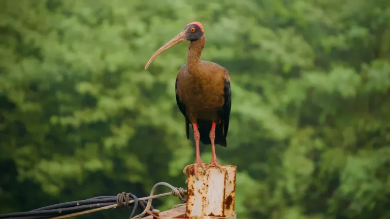 How To Keep Hawks Away From Your Yard: Deterrent Tips