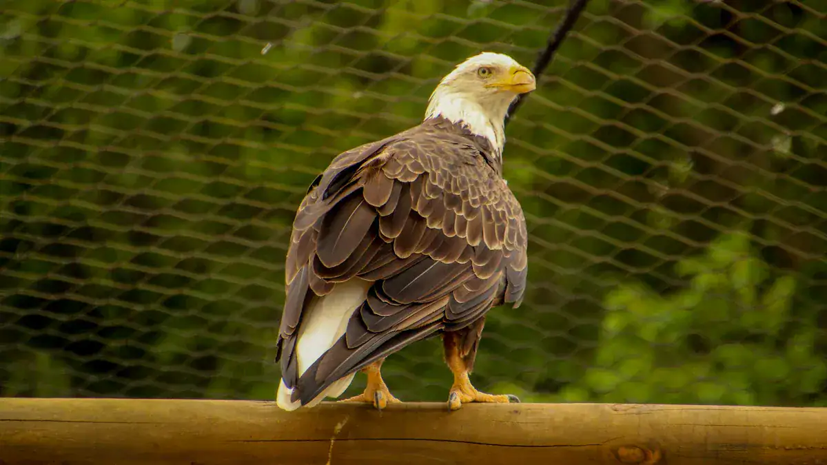 Visual Deterrents to Keep Hawks Away