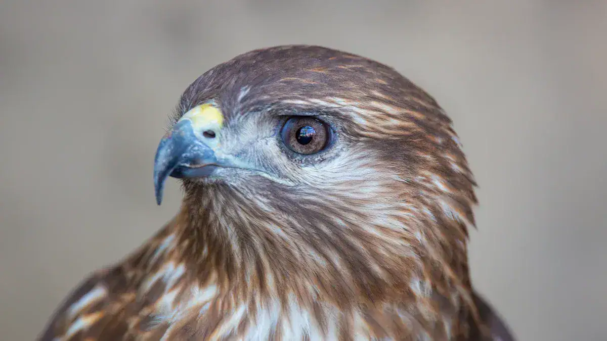Why Hawks Visit Your Yard