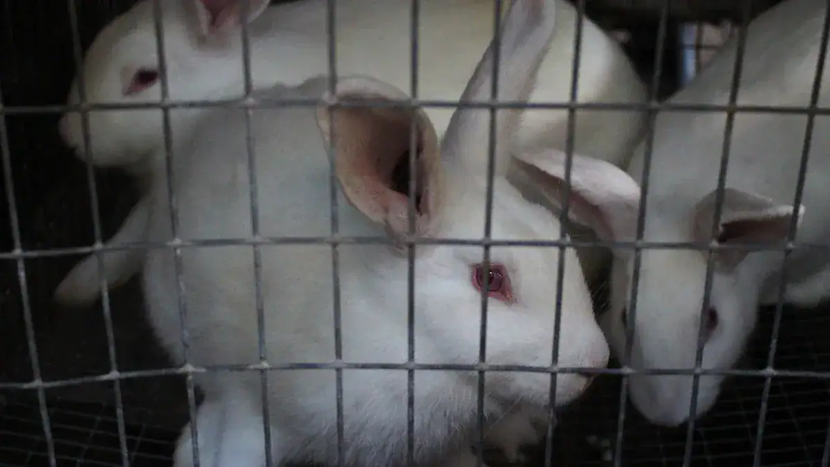 DIY Rabbit Hutch Plans: Build a Safe Bunny Cage