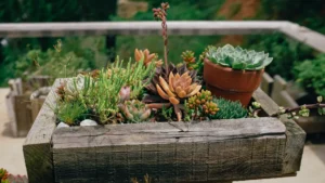 DIY Succulent Planters: Creative Container Ideas