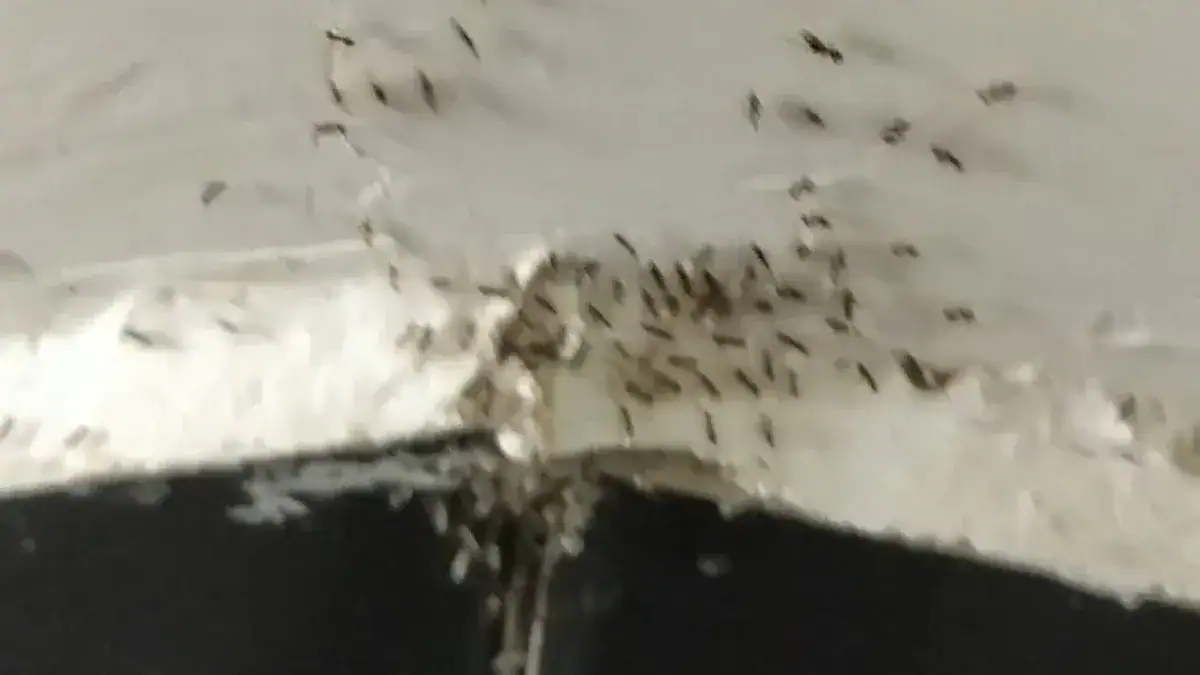 Why Ants Are In Your Bathroom