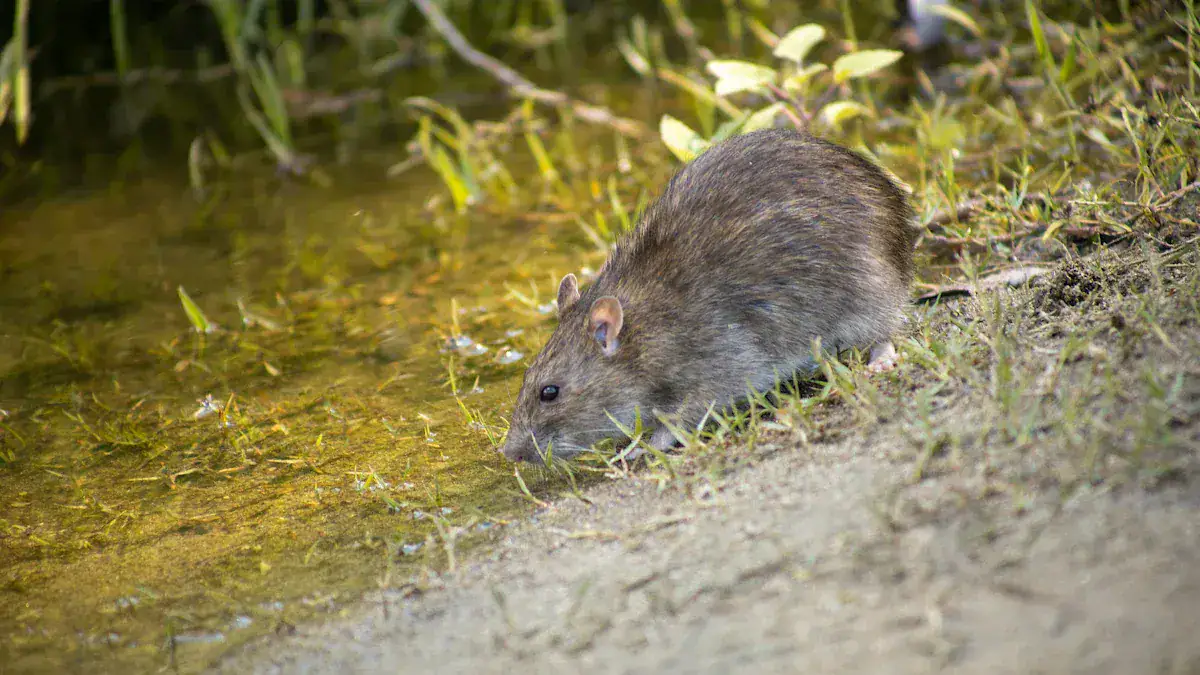 DIY Rat Trap Plans: Build Humane & Killer Traps