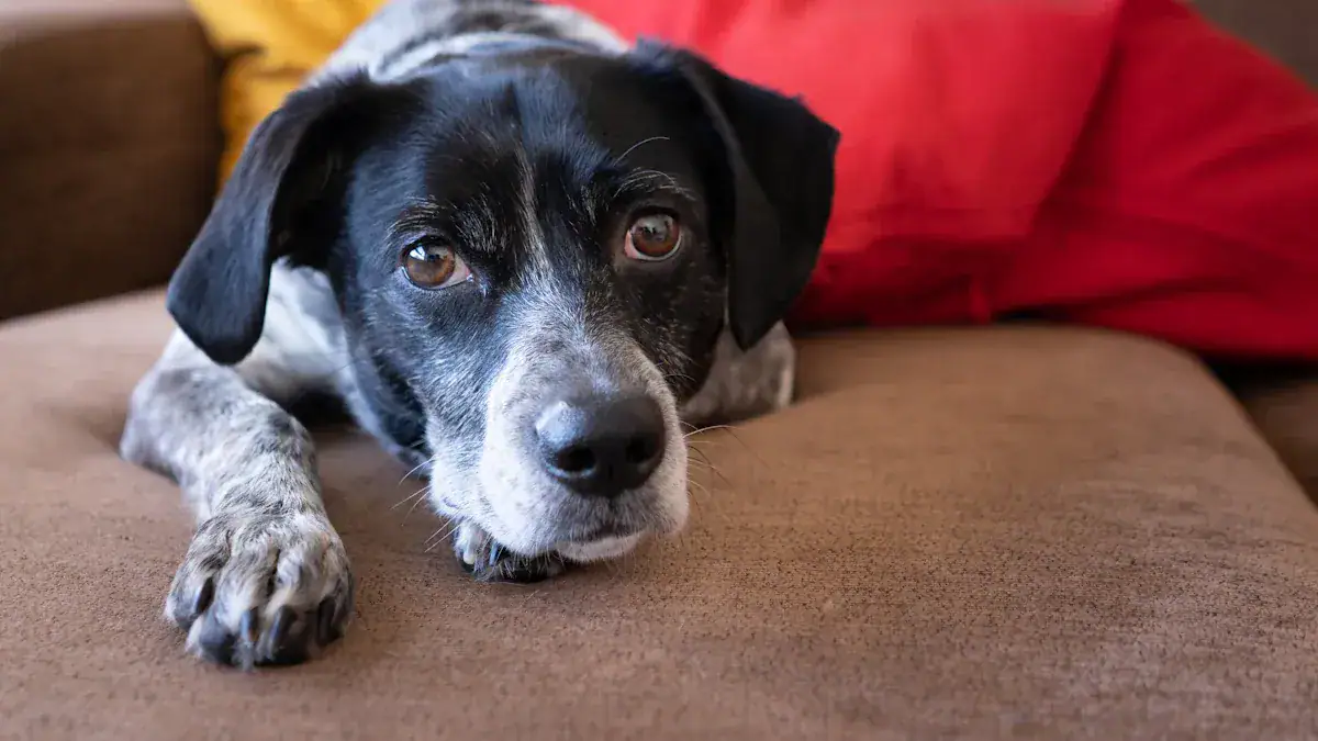 Preventing Future Accidents and Maintaining Leather