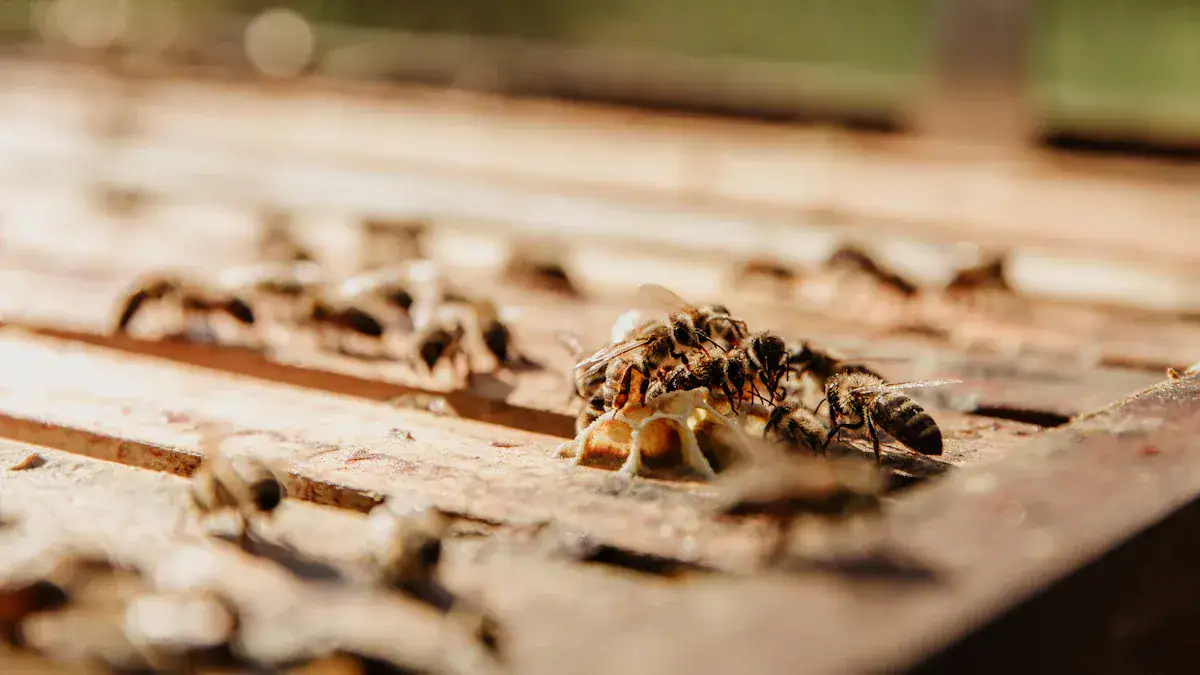 Do Termites Eat Pressure Treated Wood? Prevention