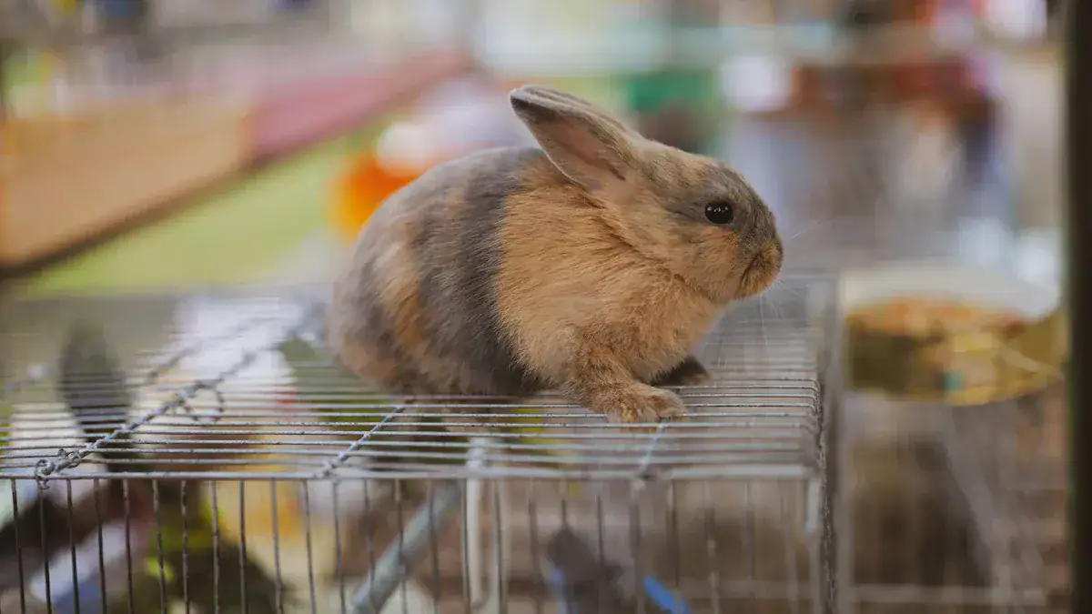 DIY Hutch Construction Steps: