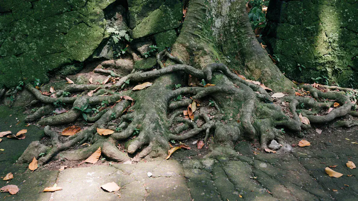 Identifying Septic Root Intrusion