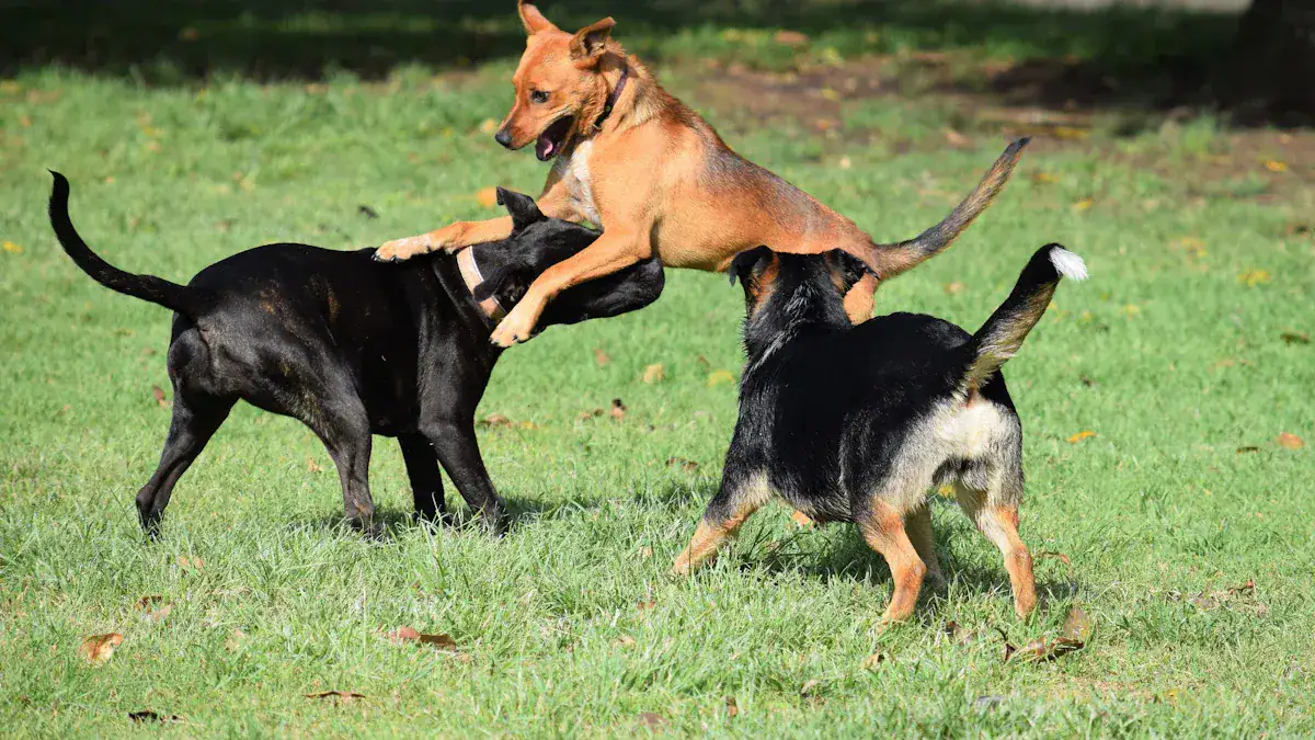 Understanding Why Dogs Enter Your Yard