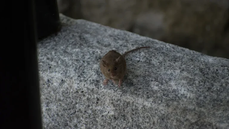 Can mice walk on ceilings