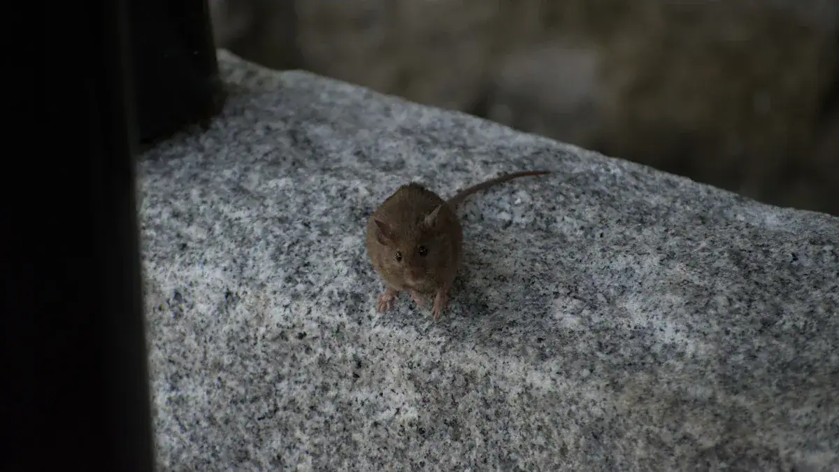 Can mice walk on ceilings