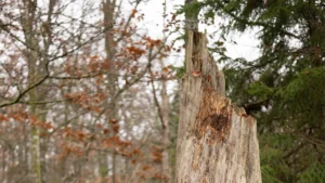 What to spray on rotting wood