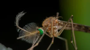 What to do after spraying mosquito repellent