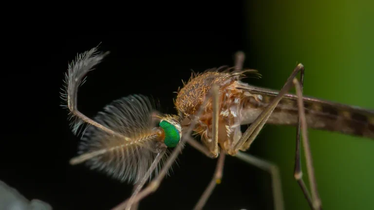 What to do after spraying mosquito repellent