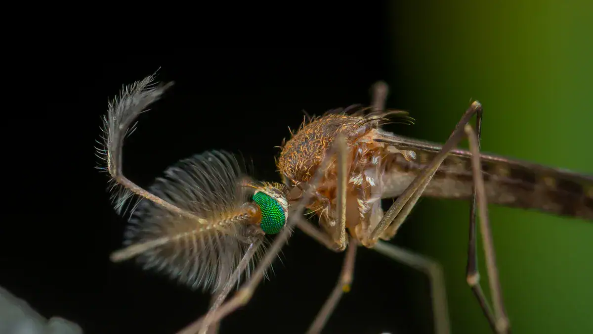 What to do after spraying mosquito repellent