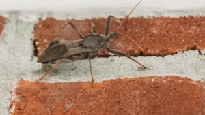 Exterior Walls & Openings: Preventing Pests and Moisture Intrusion